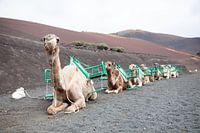 Dromedarissen op Lanzarote