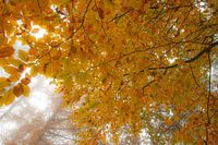 Un toit de feuilles d'automne au-dessus de votre tête