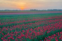 Tulpen in Drenthe