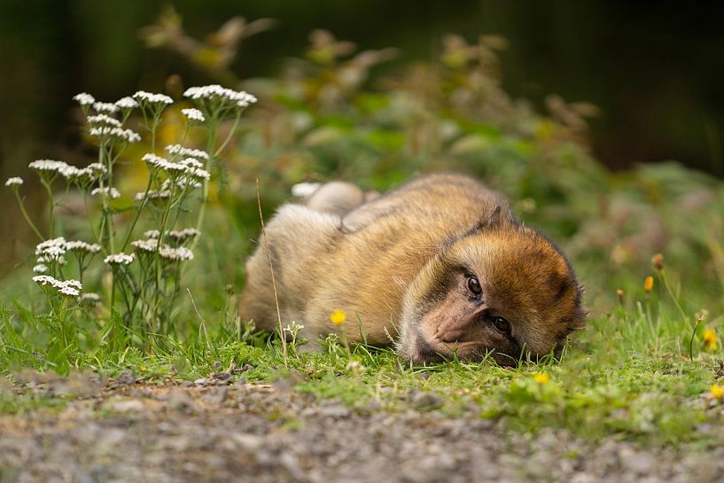 Lügender, fauler Affe von Special Moments MvL