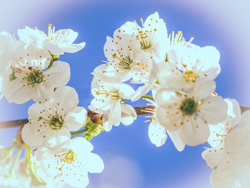 Spring is in the air van Miriam Meijer, en pleine campagne.....