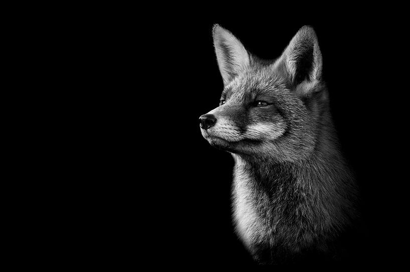 Fox in black and white by Elles Rijsdijk