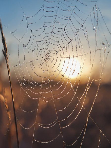 Spinnenweb in het ochtendlicht , Spinnenweb in het ochtendlicht, spinnen&#039;s web in het ochtendlicht van Christina Bauer Photos