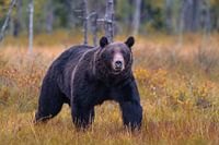 Braunbär in Finnland schaut in die Kamera