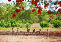 Wallabies en Australie, Territoire du Nord