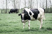 Standing cow in Dutch pasture