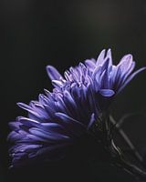Purple flower