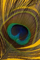 Plume de paon sur fond jaune chaud (vertical)