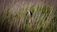 Hidden in the reeds