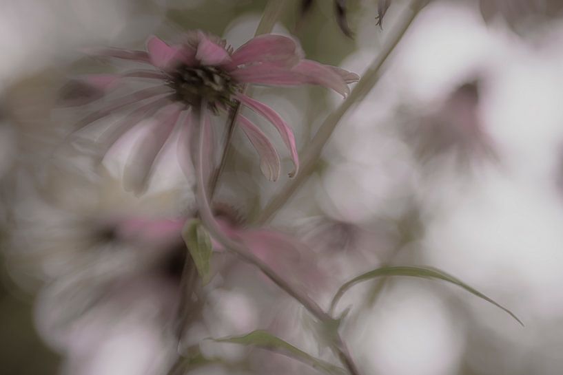 Une promenade dans le jardin par jowan iven