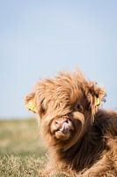 Schottischer Highlander bohrt in der Nase | Niederlande | Frühlingsfreude