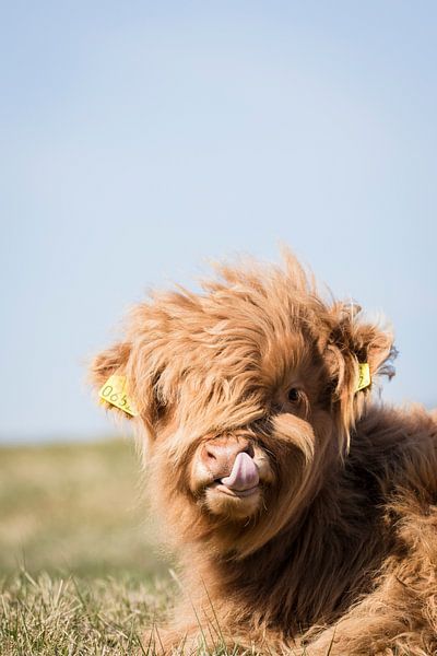 Schottischer Highlander bohrt in der Nase | Niederlande | Frühlingsfreude von Wandeldingen
