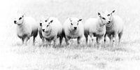 Moutons sur Texel