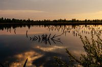 Abendstimmung im Moor