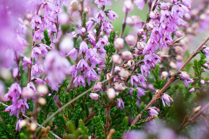 Purple flowers by Yannick uit den Boogaard