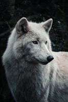 Feinsinniger Blick eines Weißen Wolfs