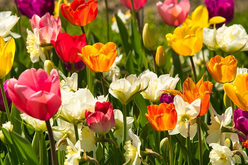 Tulpenblüte von Tanja Voigt