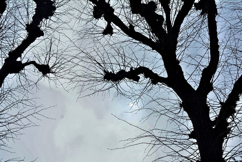 Arbres par Yolande Mulder