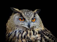 Was für ein schönes Tier, der Uhu!