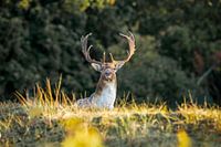 Buck in der Morgensonne