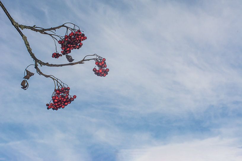 nature arbres eau soleil par Johnny Flash