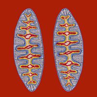 Stiche - Kieselalge 2