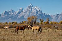 Parc national de Grand Teton avec des chevaux