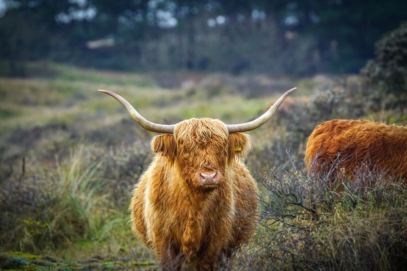 Schottischer Hochlandbewohner von Dirk van Egmond