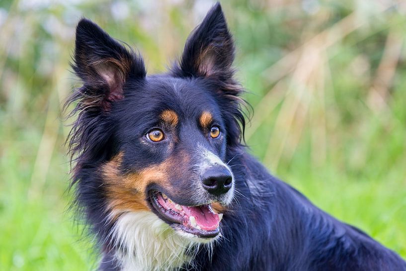 Porträt kopf Border-Colliehund in der grünen Natur von Ben Schonewille