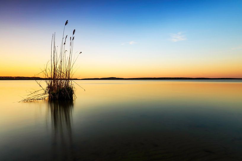 A tuft of grass in the lake by Frank Herrmann