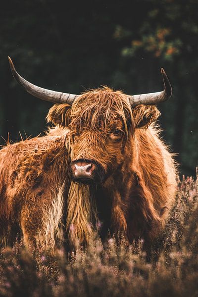 Scottish Highlander with young in the Deelerwoud on the Veluwe by Expeditie Aardbol