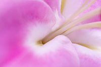 Glatte weiche rosa Makro abstrakte Blütenköpfe - Nummer 5