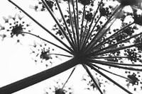 Abstrakt Heracleum schwarz und weiß