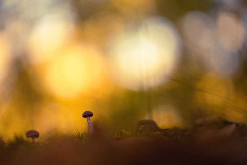 small mushroom by peterheinspictures