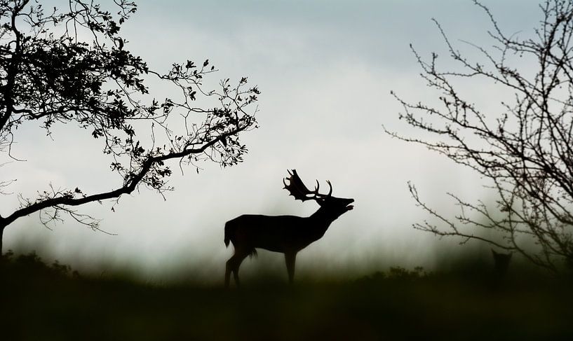 Burlend Hert van Danny Leij