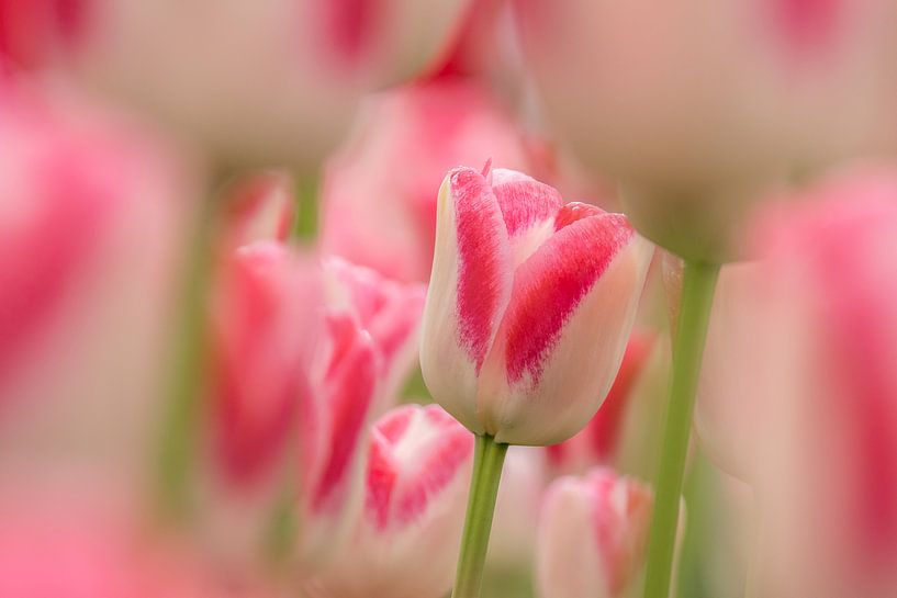 Tulipe blanche-pink-Keukenhof par Marco Liberto