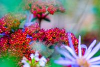 Macro photo taken in Nature