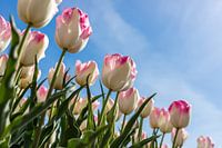 Tulipe blanche avec des bords roses dans le champ.