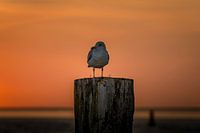 Mouette pour les vasières près d'Ameland