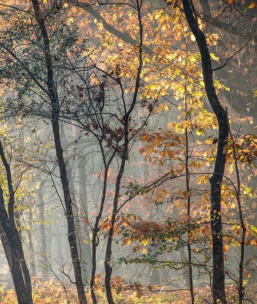 Into the Trees by Johanna Blankenstein