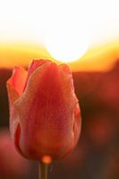 Tulipe au lever du soleil
