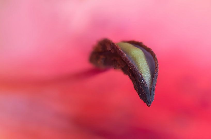bunt Makro Blume Detail von Klaartje Majoor