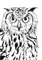 Owl pen drawing