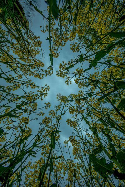 Landschaft im Erzgebirge Rapsfeld von unten 2 von Johnny Flash