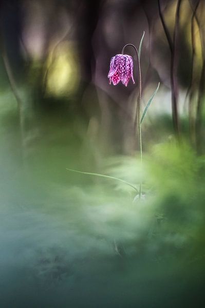 Kievitsbloem von Janka Kucerova