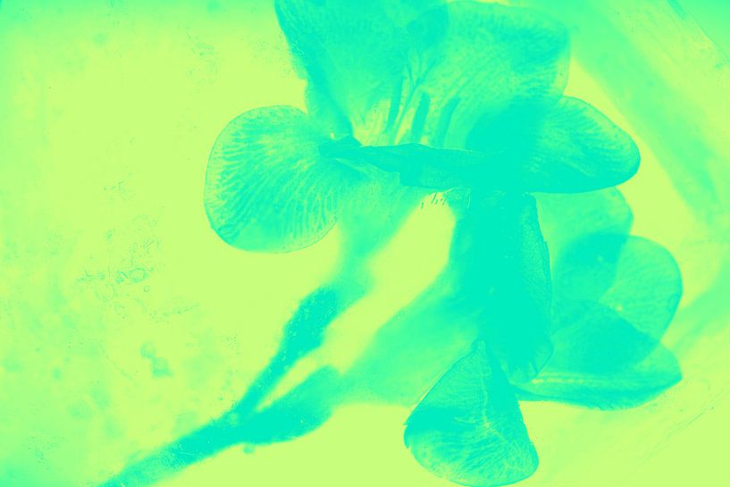 Freesien grün türkis von Marc Heiligenstein