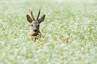 Hidden in the flowers