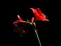 amaryllis