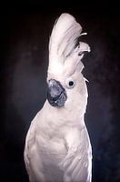 Poser le cacatoès à arête blanche