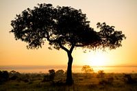 Silhouette d'un acacia au coucher du soleil dans la savane africaine, PN Kruger, Afrique du Sud